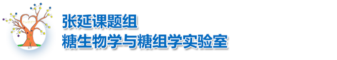 张延课题组-糖生物学与糖组学实验室