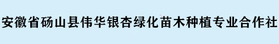 安徽省砀山县伟华银杏绿化苗木种植专业合作社(安徽银杏绿化苗木供应商|安徽银杏绿化苗木价格|安徽银杏绿化苗木基地，销售热线：15155765199孟爱华)基地位于安徽省北部，地处苏鲁豫皖四省交界地段，皖北银杏葛集镇,基地临近310国道.交通便利，苗木销往全国各地上海、杭州、北京、河北,大连等。公司坚持“客户至上”的原则为广大客户提供优质的服务。主营银杏苗木、及其它绿化苗木.花卉的种植购销。下设办公室,财务部,业务部,生产技术部和苗圃.专业大树移植设备.人员共28名.欢迎各界新老客户惠顾!